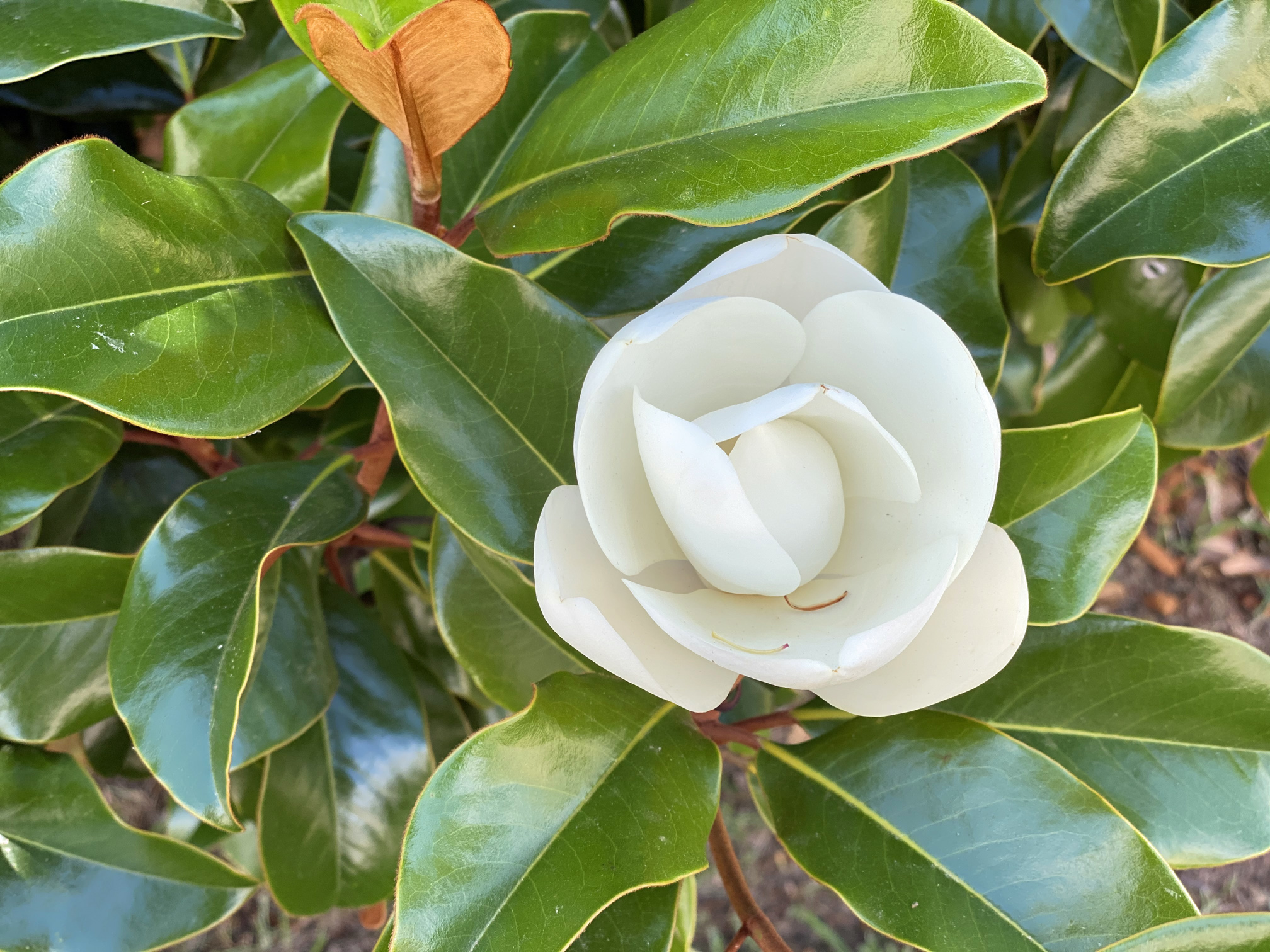 Quilted Blooms In Bloom 37 + Bracken's Brown Beauty Magnolia