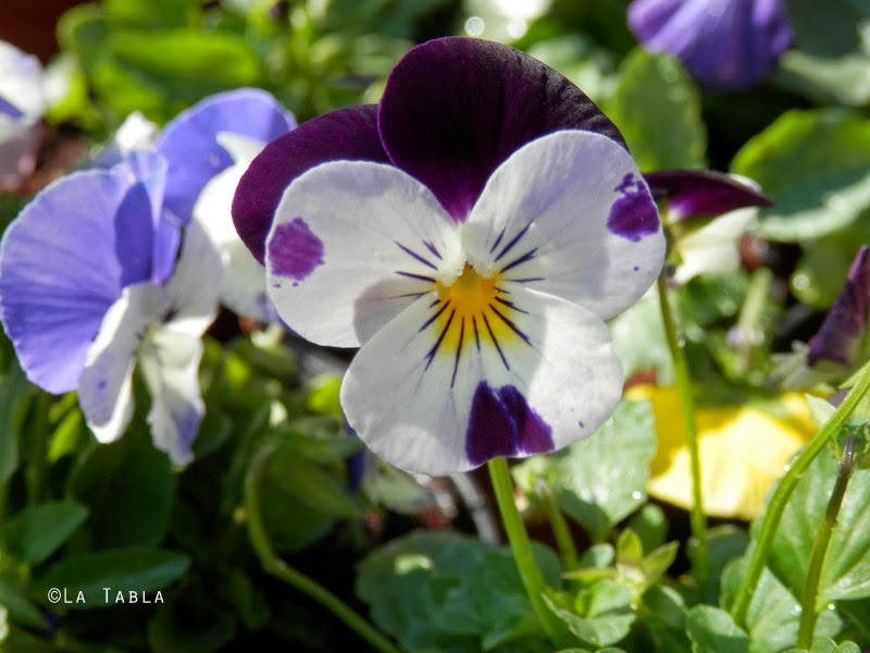 Viola cornuta