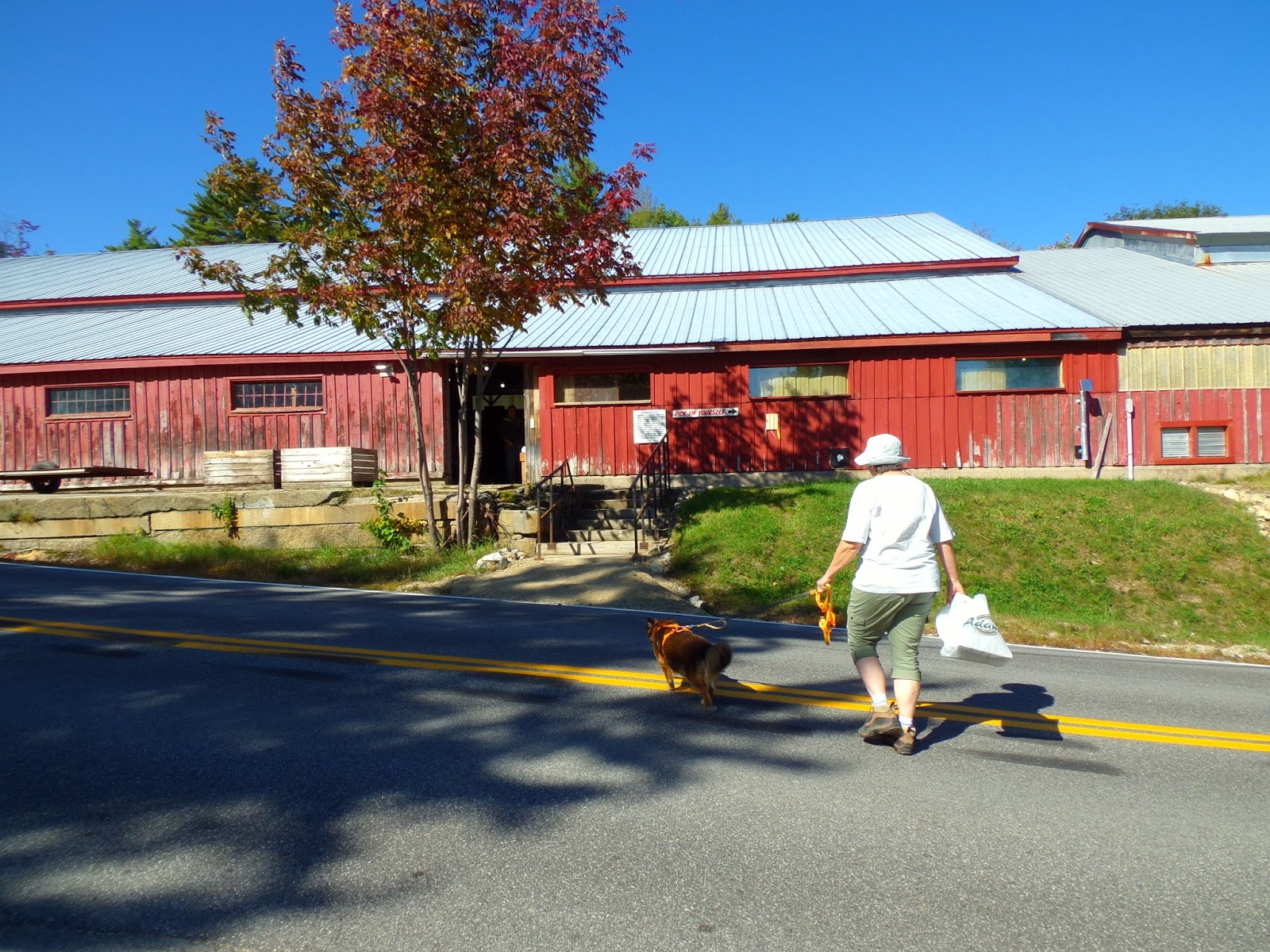 Orchard Hike Apple Picking at Five Fields Farm, South Bridgton, Maine