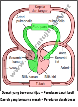 Gambar Peredaran Darah Manusia - Peredaran Darah Besar dan Peredaran
