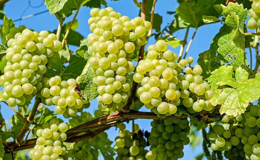 Cultivation of Grapes in India; A complete information Guide