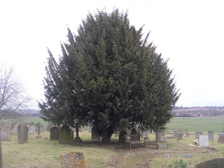 Yew tree in Husborne Crawley churchyard
