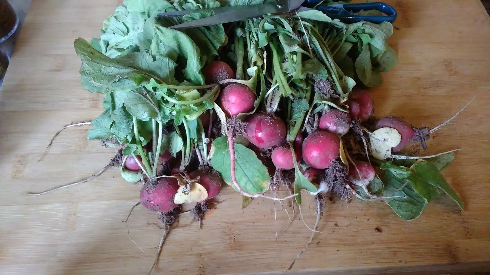 Soupe de fanes de radis