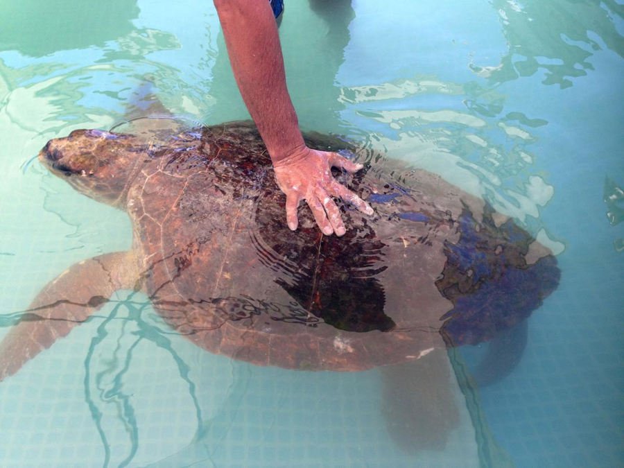 Sea Turtle Who Was Stepped on and Beaten for Selfies in Lebanon Is Now Recovering