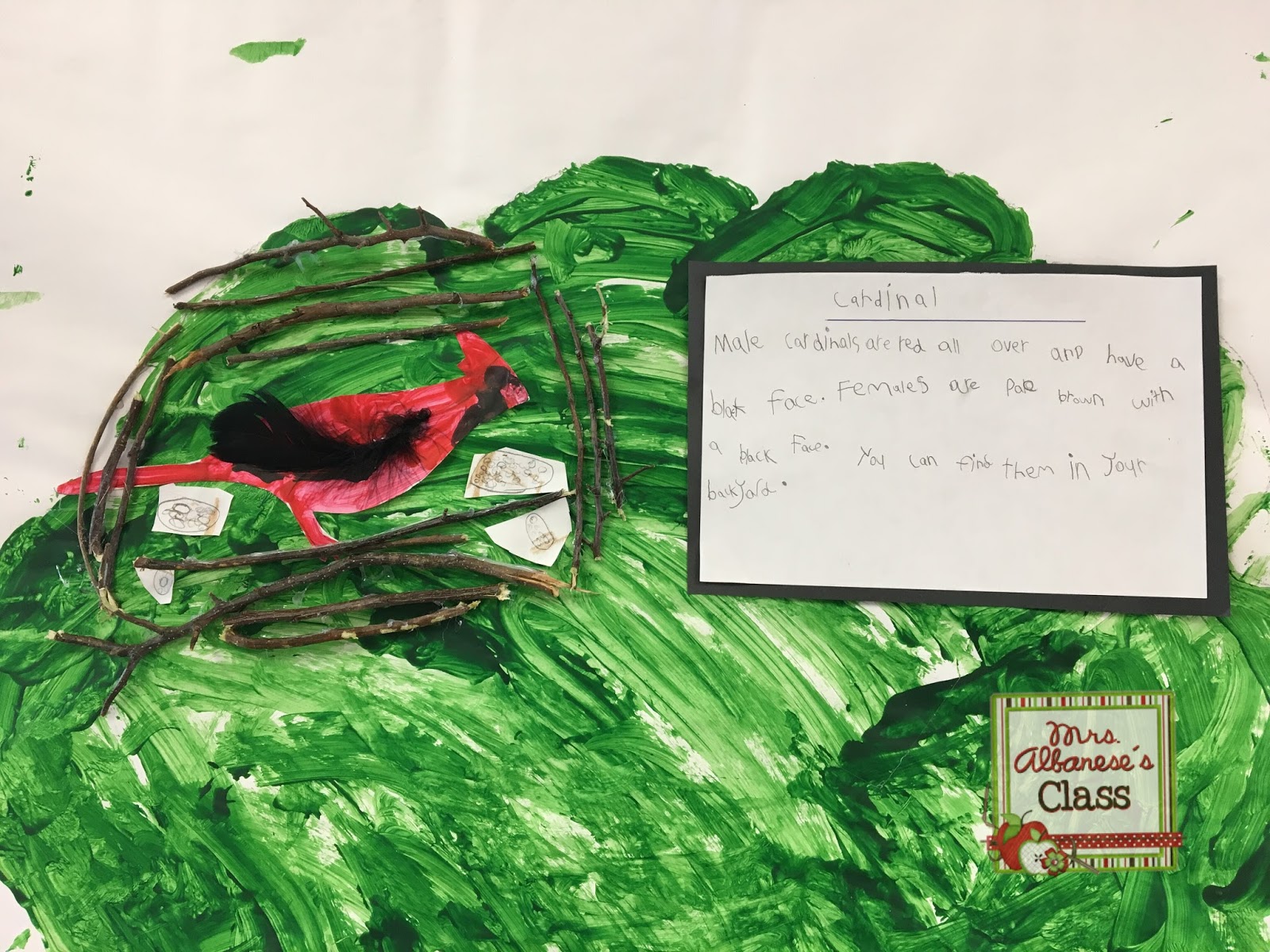 Our Bird Inquiry Mrs. Albanese's Kindergarten Class