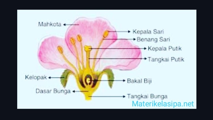 Tabel Bagian Bagian Bunga Beserta Fungsinya