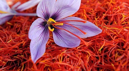Nhụy hoa Nghệ Tây (Saffron) là gì? - Saffron Hàn Quốc