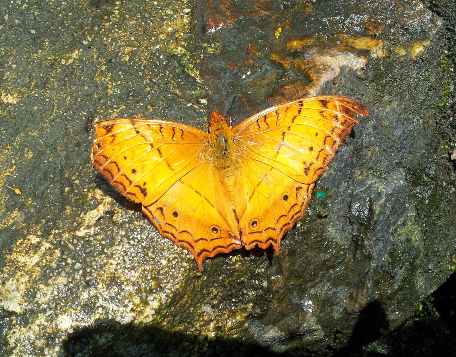 Creating Wonder - the Petrosains Blog: 'Butterfly' Itu Kupu-kupu ...