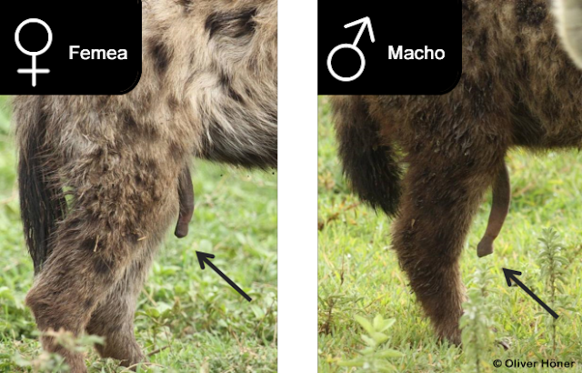 www.fertilmente.com.br -  Comparativo dos órgãos sexuais da hiena fêmea e da hiena macho