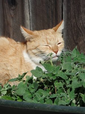alt="gato oliendo la fragancia de la irresistible hierba gatera"