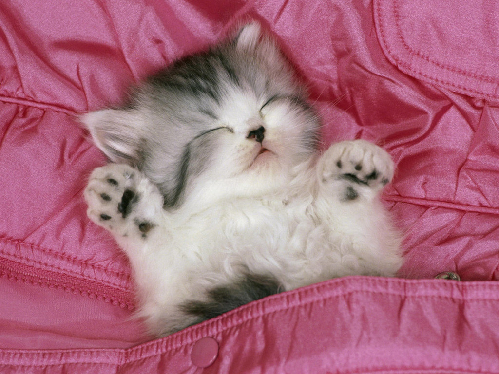 Cute Pink Kitten | Kitten And Puppy