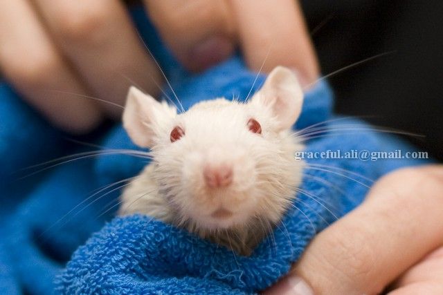 Нужно мыть крыс. Крыса домашняя умывается. Мышка умывается. Мышь в полотенце. Крыса альбинос.