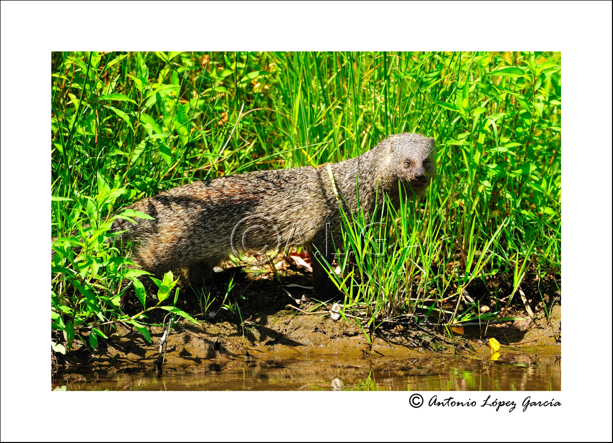 Encuentros memorables La mangosta europea