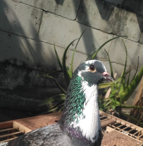 Merpati kolong ,obat merpati muntah,merpati juara,jayabaya