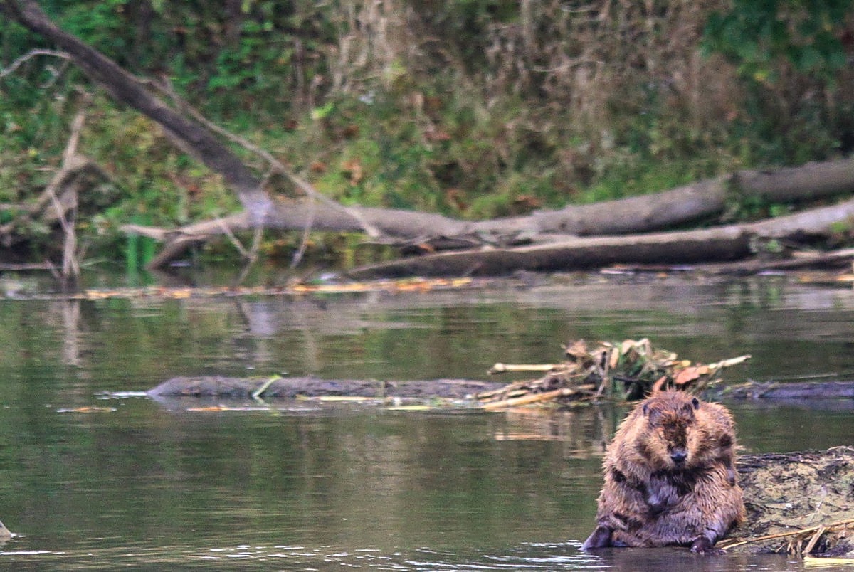 Gary's Outdoor Wanderings2: MORE UNUSUAL BEAVER PICS
