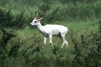 "Blackbuck   Kanjari Deer Park  albino"