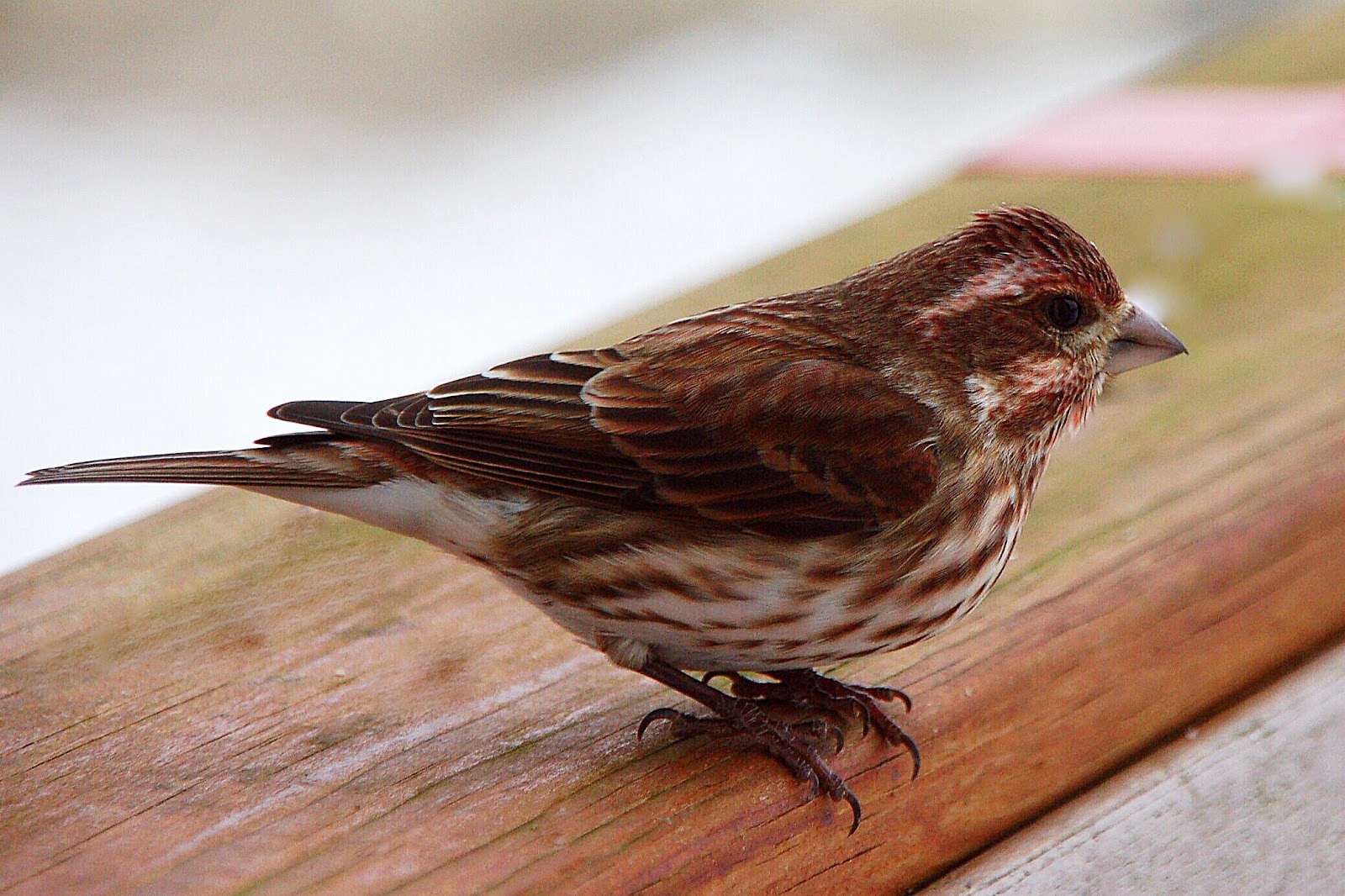 bwbelle Project 52: Week 6 Female House Finch