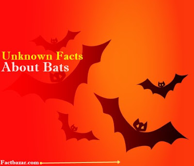 facts about bats for kids,bat facts,animal facts,interesting facts about bats,bats facts,facts about bats,amazing facts about bats,fun facts about bats,cool facts about bats,facts,