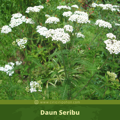 Daun Seribu