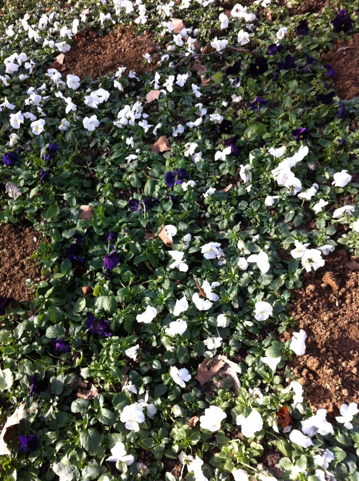 Çilek Seven Papağan Bugün Ne Yaptım 3 (Gülhane Gezisi)