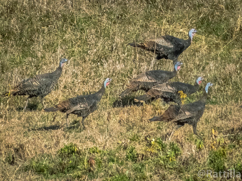 flock of turkeys flock of turkeys