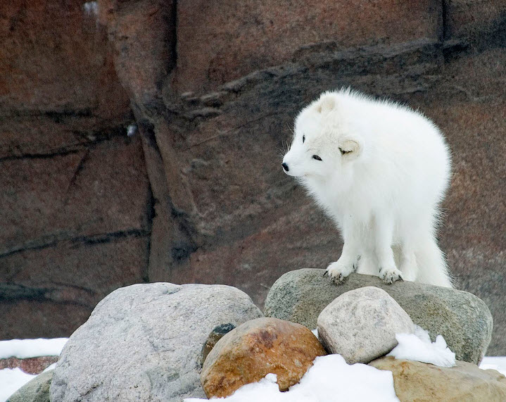 Arctic Fox | Wild Life World