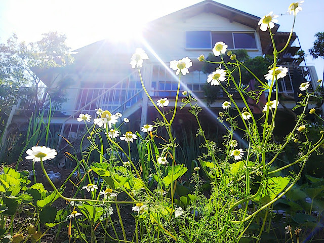 カモミールは青りんごの香りがする。花もカモミールティーにして飲む。Chamomile that smells of green apple.