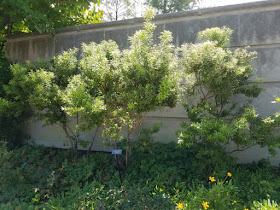 Leucothoe Fontanesiana Doghobble Dog Hobble Drooping Leucothoe