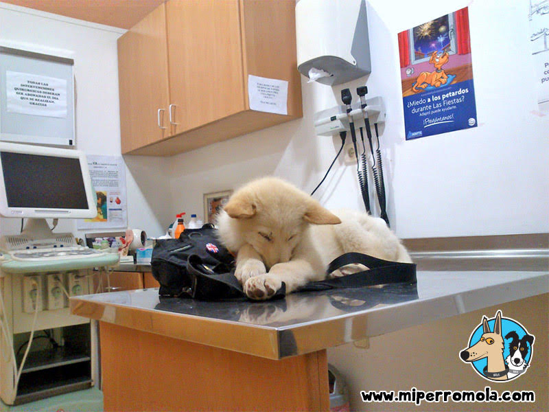 Can de Palleiro cachorro durmiendo sobre la mesa del veterinario