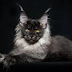El mundo queda cautivado por la belleza de los gatos 'Maine Coon'