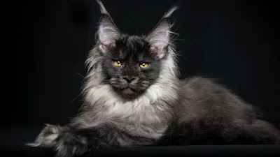 El mundo queda cautivado por la belleza de los gatos 'Maine Coon'