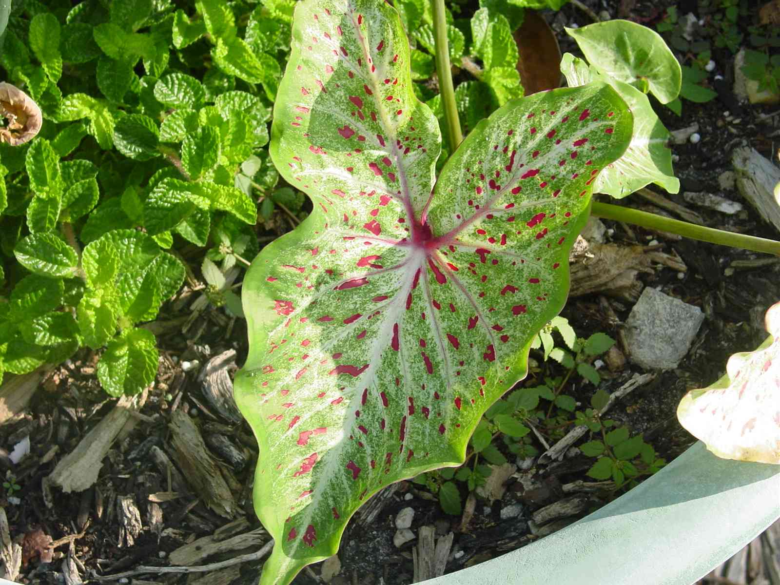 In My &quot;Spare&quot; Time May Flowers from Florida