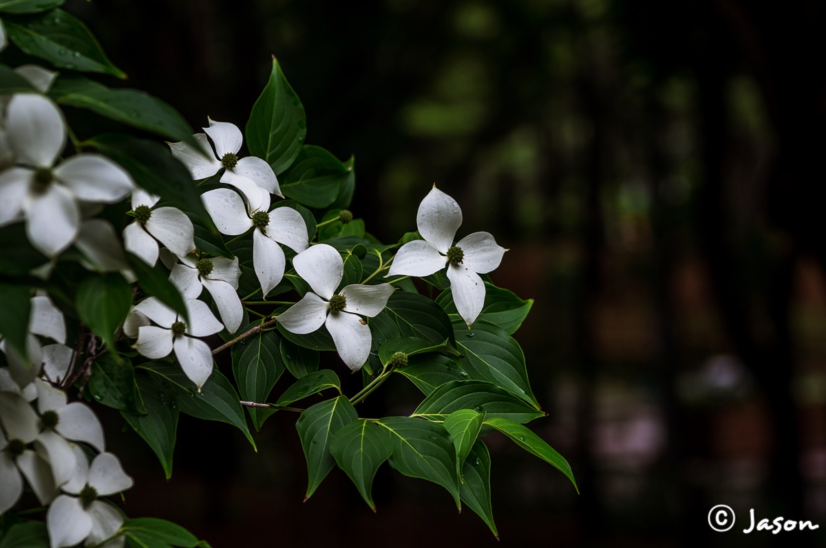 Korean dogwood TripnFoto