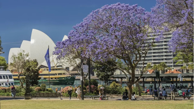 Purple phoenix flowers in Australia