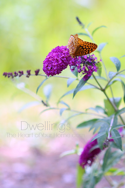 Butterfly on butterfly bush.