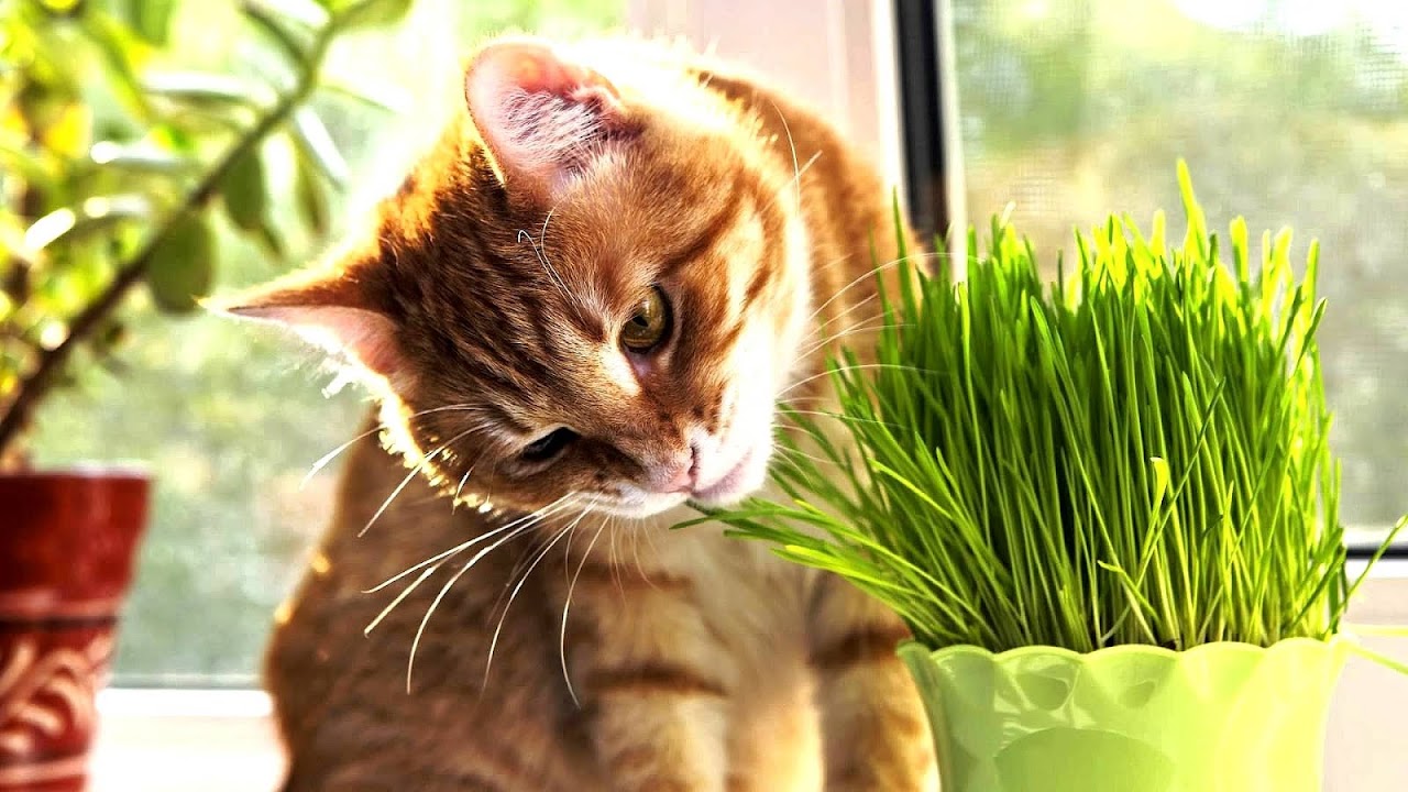 What Do Cat Eat Cat Choices