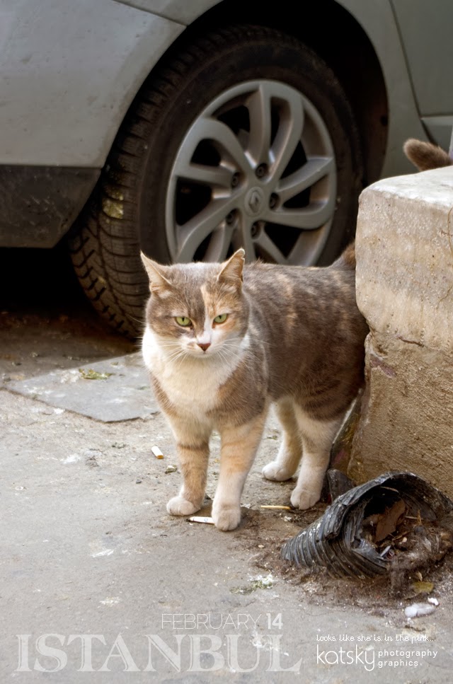 Beyoğlu, istanbul, turkey, cat