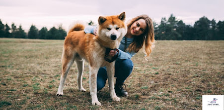 There are a few characteristics that are unique to Akita dogs