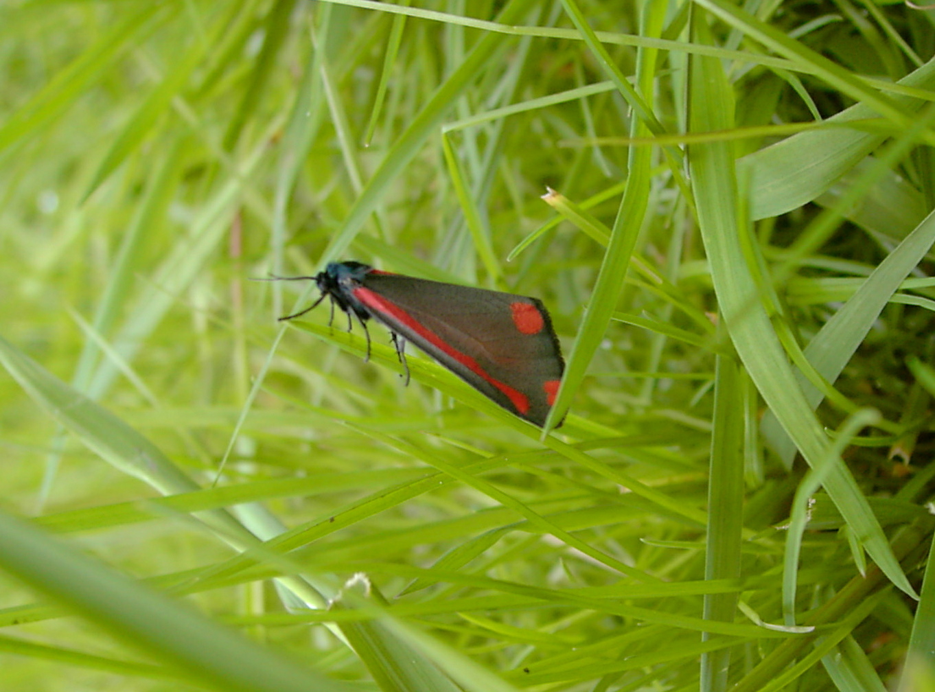 BugBlog Some dayflying moths