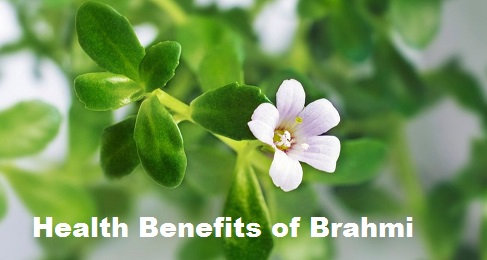 Cultivation of Medicinal Plant 'Brahmi ' (Bacopa monnieri ) in India Cultivation of Medicinal Plant 'Brahmi ' (Bacopa monnieri ) in India
