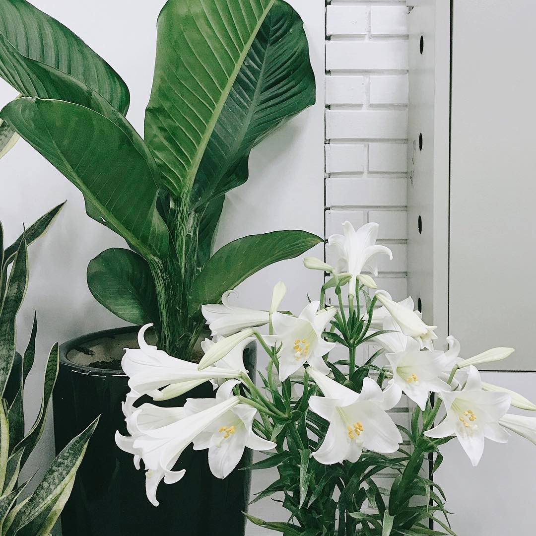 Ảnh Hoa Bách Hợp (Hoa Loa Kèn) Đẹp Thanh Khiết, Thân Ái & Ý Nghĩa