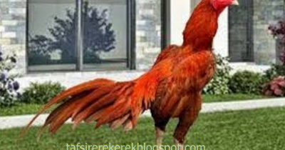 8 Tafsir Mimpi Ayam Jago Menurut Erek Erek 2d 3d 4d Tafsir Erek Erek 8 Tafsir Mimpi Ayam Jago Menurut Erek Erek 2d 3d 4d Tafsir Erek Erek