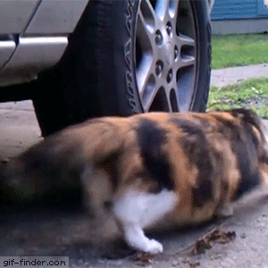 Cat-and-Mouse-Run-Around-a-Tire.gif