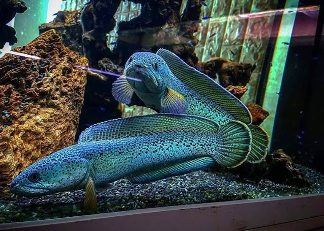 Tankmate untuk ikan chana - ikanhiasku Tankmate untuk ikan chana - ikanhiasku