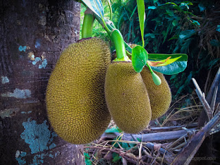 Jackfruit Tree Bearing Fruit On The Trunk In Agricultural Area At The Village North Bali Indonesia