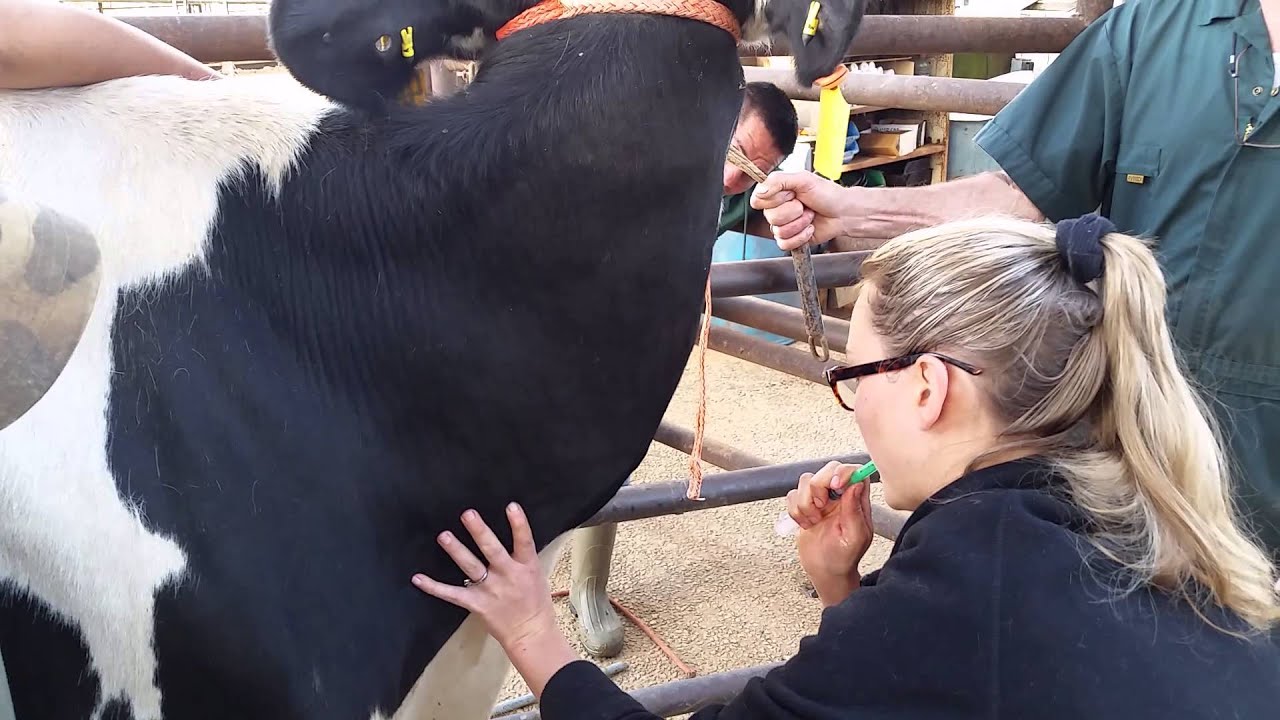 10 Guidelines for blood collection from animals