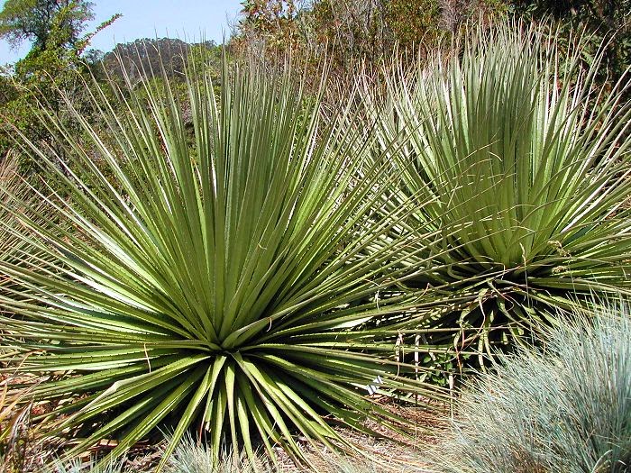 Растения перу Растения перу