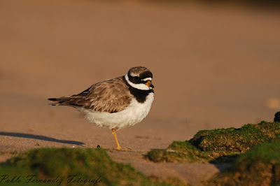 Chorlitejo grande (Charadrius hiaticula)