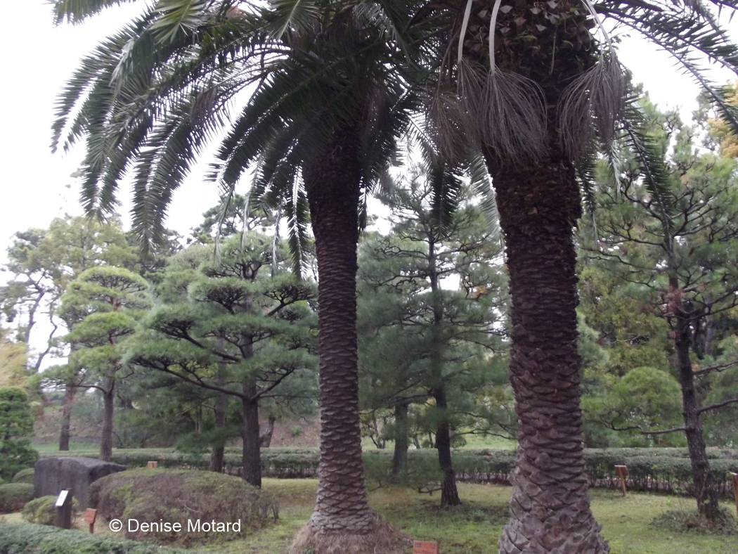 TOKYO IMPERIAL GARDENS