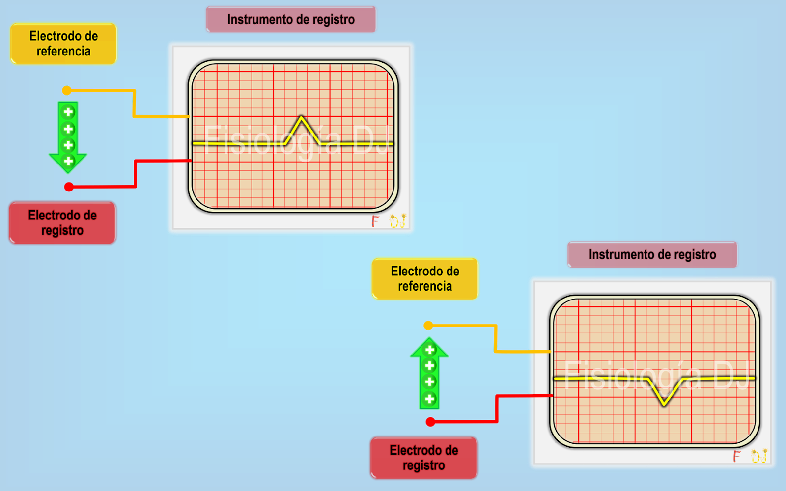 Fisiología DJ Lo esencial del electrocardiograma